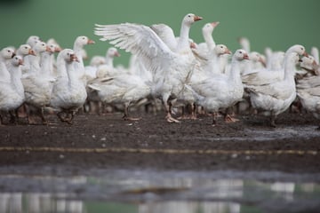 Nachweis von Geflügelpest im Saalekreis: Tiere wegen Vogelgrippe getötet