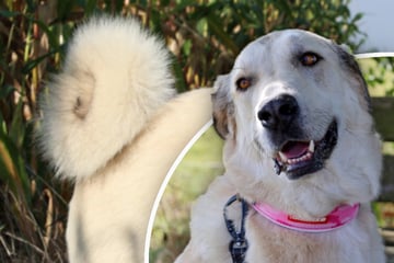 55-Kilo-Hund mit süßem Namen: Diese Eigenheit macht sie zur "Zimtschnecke"