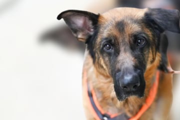 Schäferhund Jasper erobert Herzen im Sturm: Doch eines fehlt ihm noch