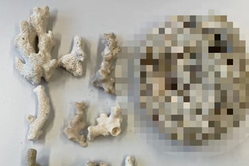 Köln: Zoll staunt nicht schlecht, was Reisender sich aus Thailand-Urlaub mitgebracht hat