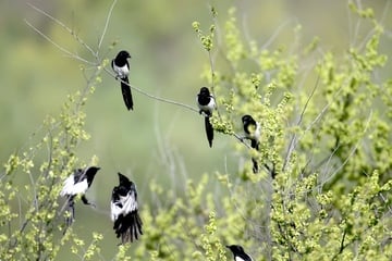 Elstern vertreiben andere Singvögel? So geht man gegen sie vor