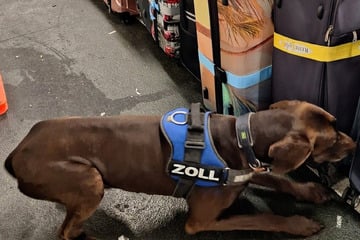 Frankfurt: Spürhund Zlat entdeckt Kokain für 5,7 Millionen Euro am Flughafen Frankfurt!