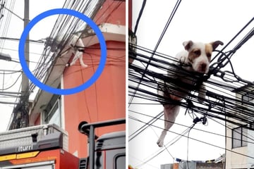 Dog gets stuck on power lines in daring rescue call!