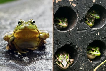 Frogs take to saunas to steam off deadly fungus