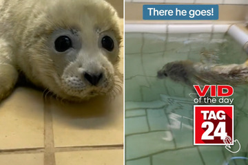Viral Video of the Day for April 25, 2024: Baby seal Kiwi goes on first swim since rescue!