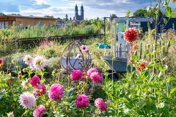 Dresden: Neuer Wettbewerb: Schönste Gartenanlage von Dresden gesucht