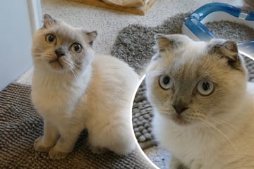Grausame Folgen: So bezahlt Kater Kuku für sein niedliches Gesicht