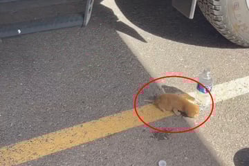 Car barely misses tiny newborn kitten in parking lot – then the driver jumps into action