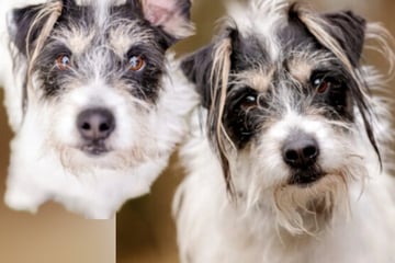 Hibbelig und ungeduldig: Wer kann Leo Ruhe und Sicherheit vermitteln?