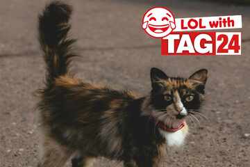 Joke of the Night for January 24, 2026: A kitty silly this Caturday