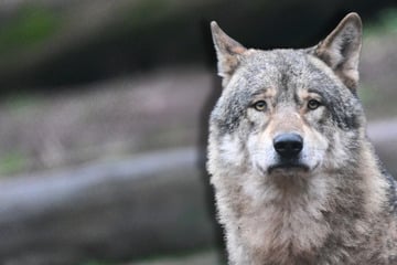 Wölfe: Brisanter Fall: Polizei ermittelt gegen Wolfs-Experten nach Fake-Fund
