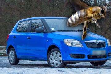 Auto voller Bienen-Kot, jetzt soll Versicherung blechen: Alles gelogen?