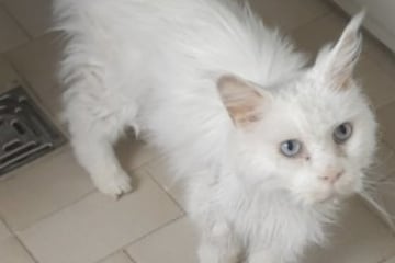 Besitzer will Katze einschläfern, weil Tierarztbehandlung zu teuer ist