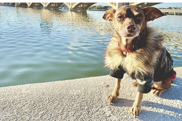 Emotionale Begegnung: Vermisster Hund wird nach acht Jahren mit Besitzer wiedervereint!