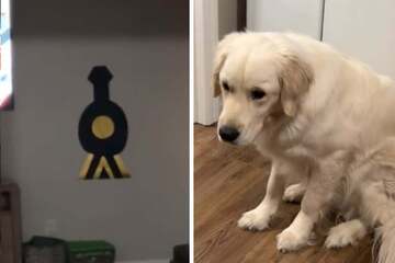 Dog is trembling in the hallway – the reason has TikTok users scratching their heads