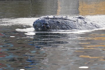 Seltenes Naturschauspiel: Wal schwimmt in deutschem Ostsee-Hafen