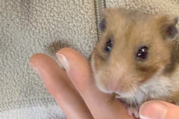 Tierretter geschockt: Als Vater und Sohn diesen Hamster abgeben, trauen sie ihren Ohren kaum