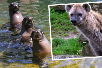 Robben- und Hyänen-Pfleger im Zoo tauschen Jobs: "Dann kannst du auch nach Fisch stinken!"
