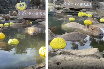 Capybaras show their human side with a dip in hot springs!