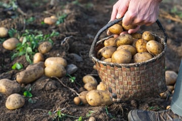 Kampf gegen invasive Arten: Stadtrat stimmt beinahe über Kartoffelverbot ab!