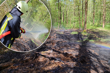 Erster Waldbrand in Nordsachsen – und der war kein Zufall!