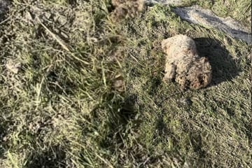 Als Mann sieht, was da am Straßenrand liegt, dreht er sofort um