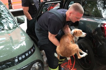 Hamburg: Feuerwehr befreit Hund aus verschlossenem Fahrzeug: Halterin reagiert empört