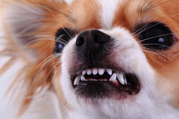 Dominanzverhalten beim Hund: Wenn Bello einen auf Rudelführer macht