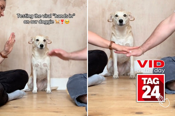 Viral Video of the Day for May 17, 2024: Pet parents put viral "hands in" trend to the test!