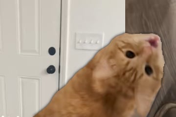 Mann will zur Arbeit gehen: Was seine Katze dann entscheidet, sorgt für Lachtränen