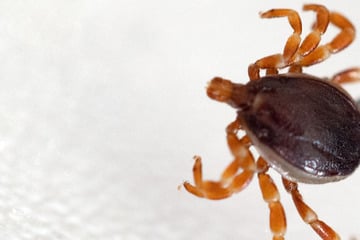 Mehr Borreliose-Fälle in Thüringen, Forstanstalt berichtet von Zecke mit Augen