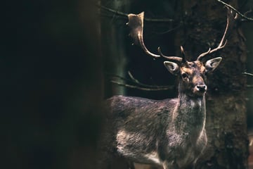 Er war wochenlang verschollen: Schwarzer Hirsch zurück im Bonner Stadtgehege