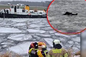 Waghalsiger Einsatz bei Magdeburg: Feuerwehr rettet Wildschweine aus Eis-Fluss