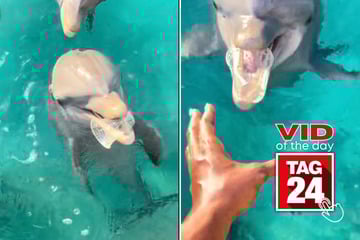 Viral Video of the Day for July 14, 2025: Dolphins retrieve plastic cups for woman in jaw-dropping TikTok