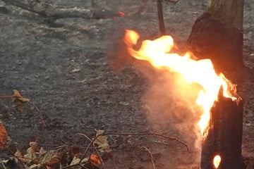 Dresden: Feuer in der Dresdner Heide: Acht Bäume angezündet