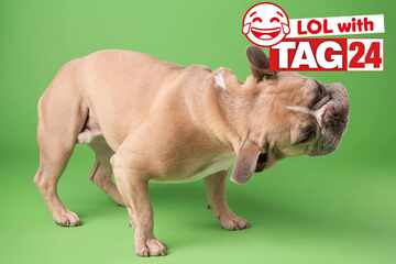 Joke of the Night for March 24, 2026: A flea-ting funny!