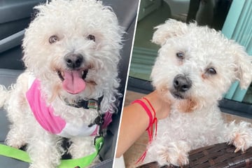 Maltipoo Sugar war schon tot geglaubt, dann bekommt ihre Familie eine schockierende Nachricht
