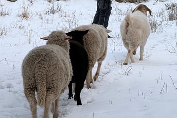 Nach Beinahe-Unfall: Tierhalter erhält Verbot für Schaf- und Ziegenhaltung