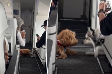 Hunde fliegen First Class: Was sie dann tun, lässt Herzen schmelzen