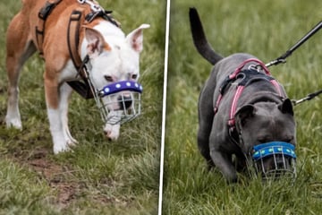 Junge Tierheim-Hunde teilen trauriges Schicksal: Keiner will sie adoptieren