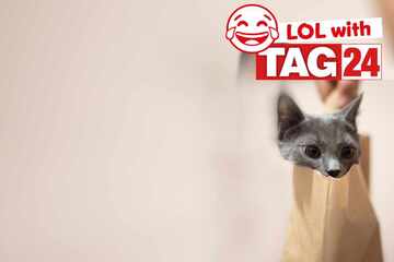 Joke of the Day for March 22, 2025: Cat jokes to get your funny on for Caturday