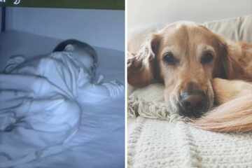 Golden Retriever MIA! TikTok goes viral as dog is found on baby monitor in unlikely spot