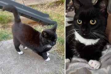 Playtime! Dwarf cat wags her tail like a dog in adorable viral videos