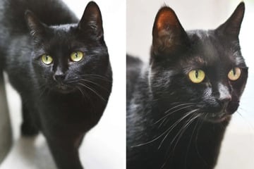 Katze attackierte ihre Halter: Happy End für die schwarze Misu?