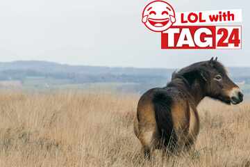 Joke of the Day for January 7, 2026: A funny that's horsing around