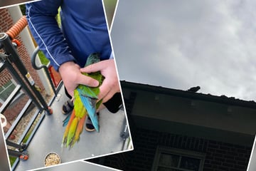 Besitzer in Angst und Panik: Ausgebüxter Papagei löst Feuerwehreinsatz aus