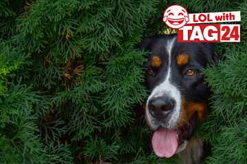 Joke of the Day for March 4, 2026: Get your funny on