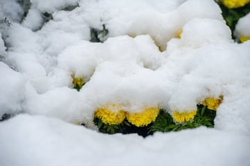 So schädlich ist Schnee auf Pflanzen wirklich