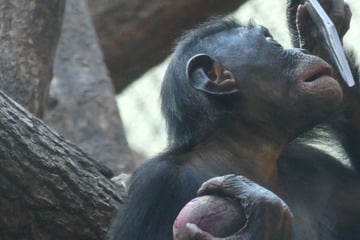Sind uns Affen ähnlicher als gedacht? Studie könnte für Überraschung sorgen