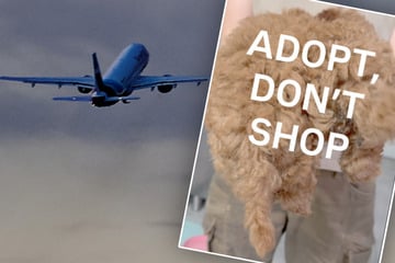 Sommerferien vorbei, Leidenszeit für Tiere gestartet: Deshalb schlägt Tierheim jetzt Alarm!